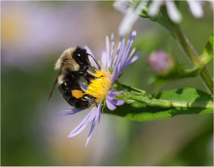 Bumblebee and pollen basket