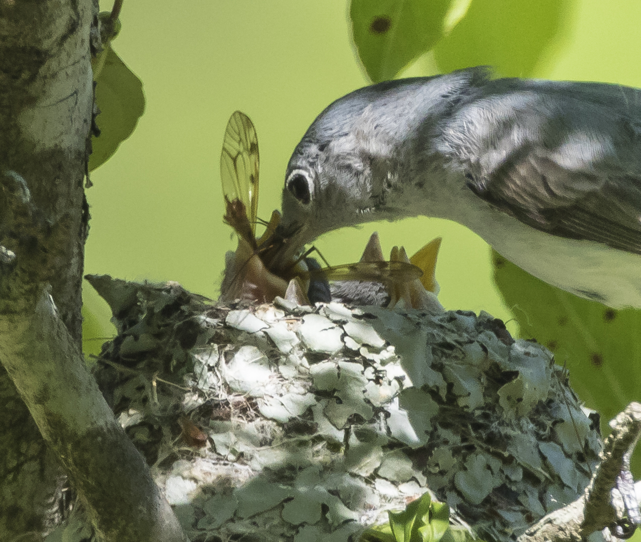 close up of cranefly going to nestling