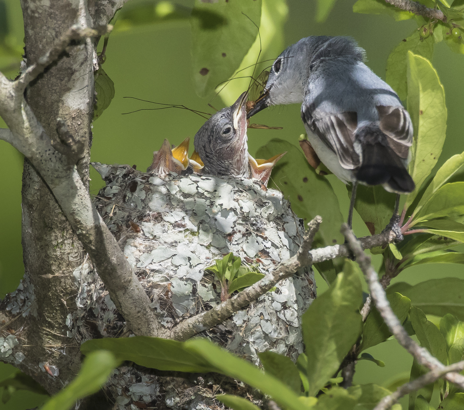 cranefly brought to nest