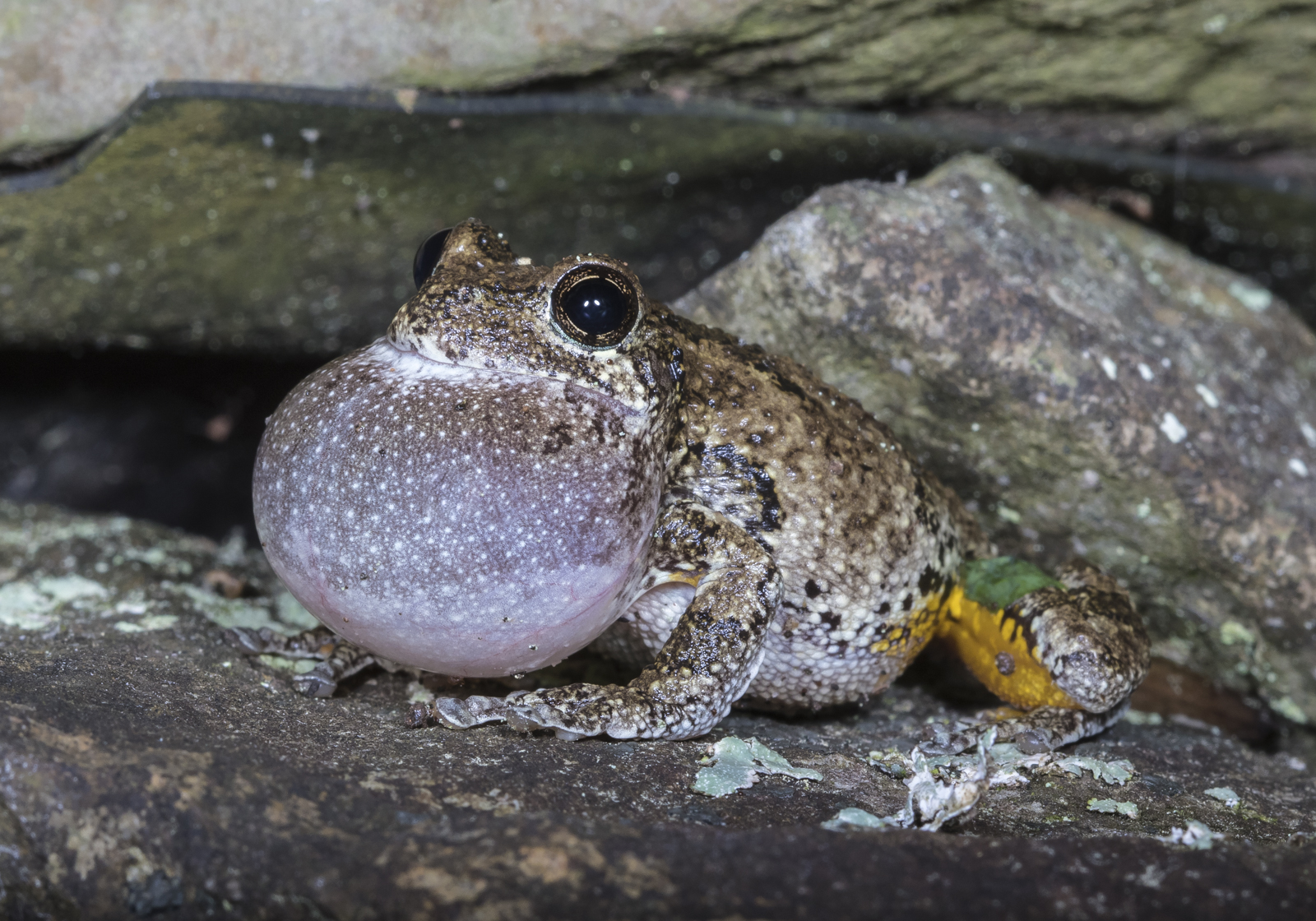 Gray treefrog calling