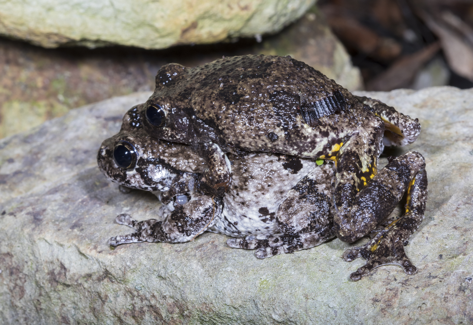 Gray treefrogs in amplexus 1