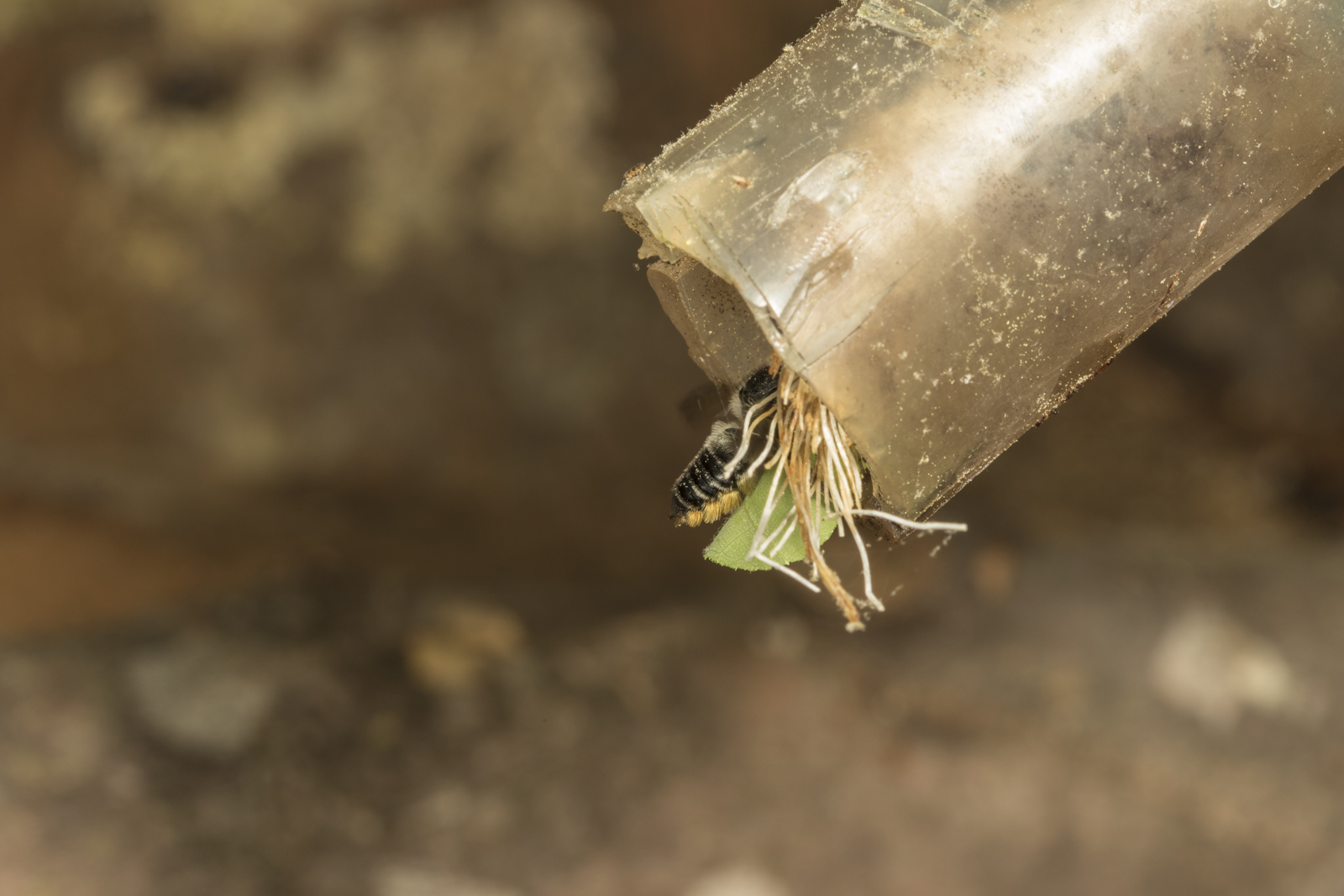 green blob going into tube