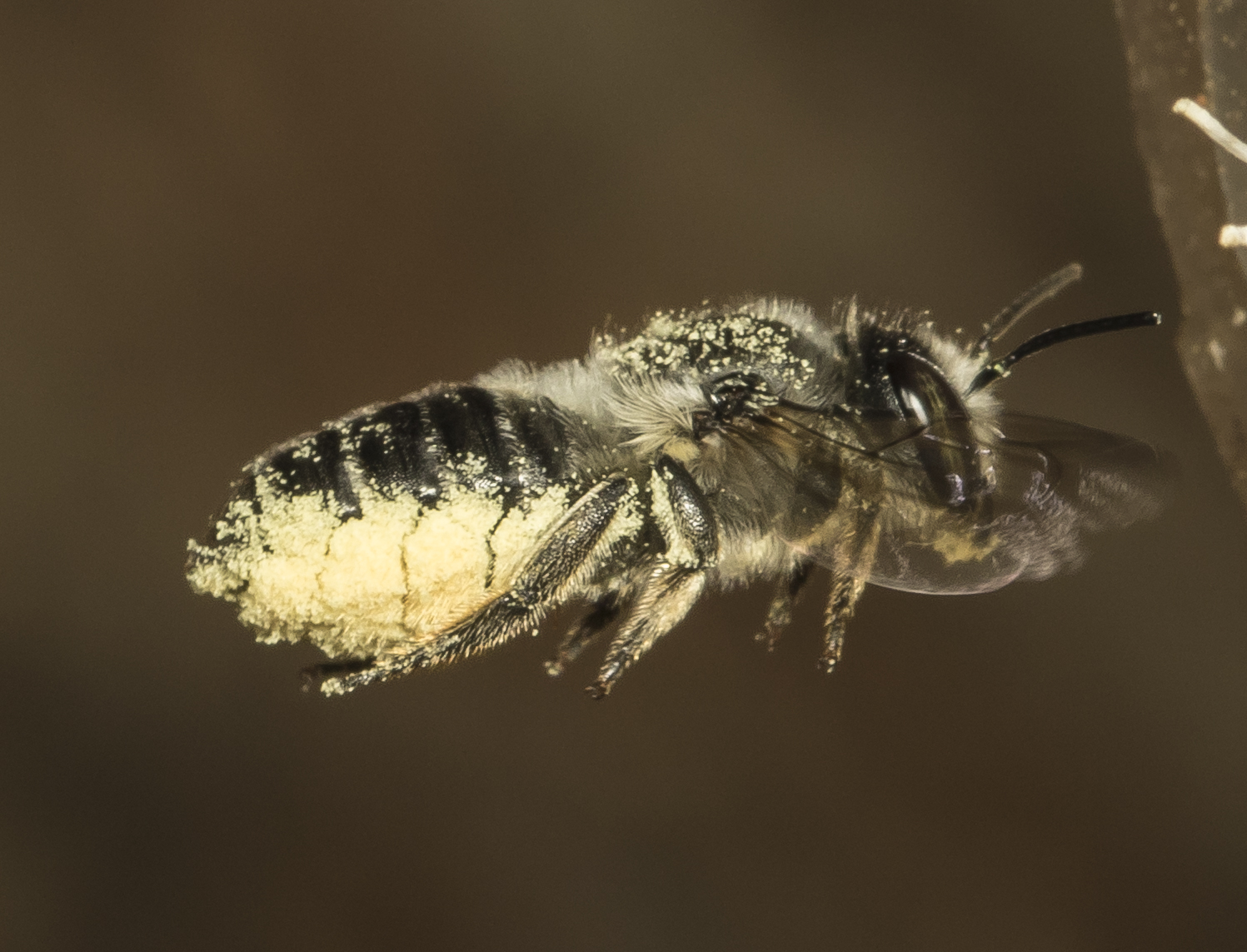 leafcutter bee bringing in pollen 2