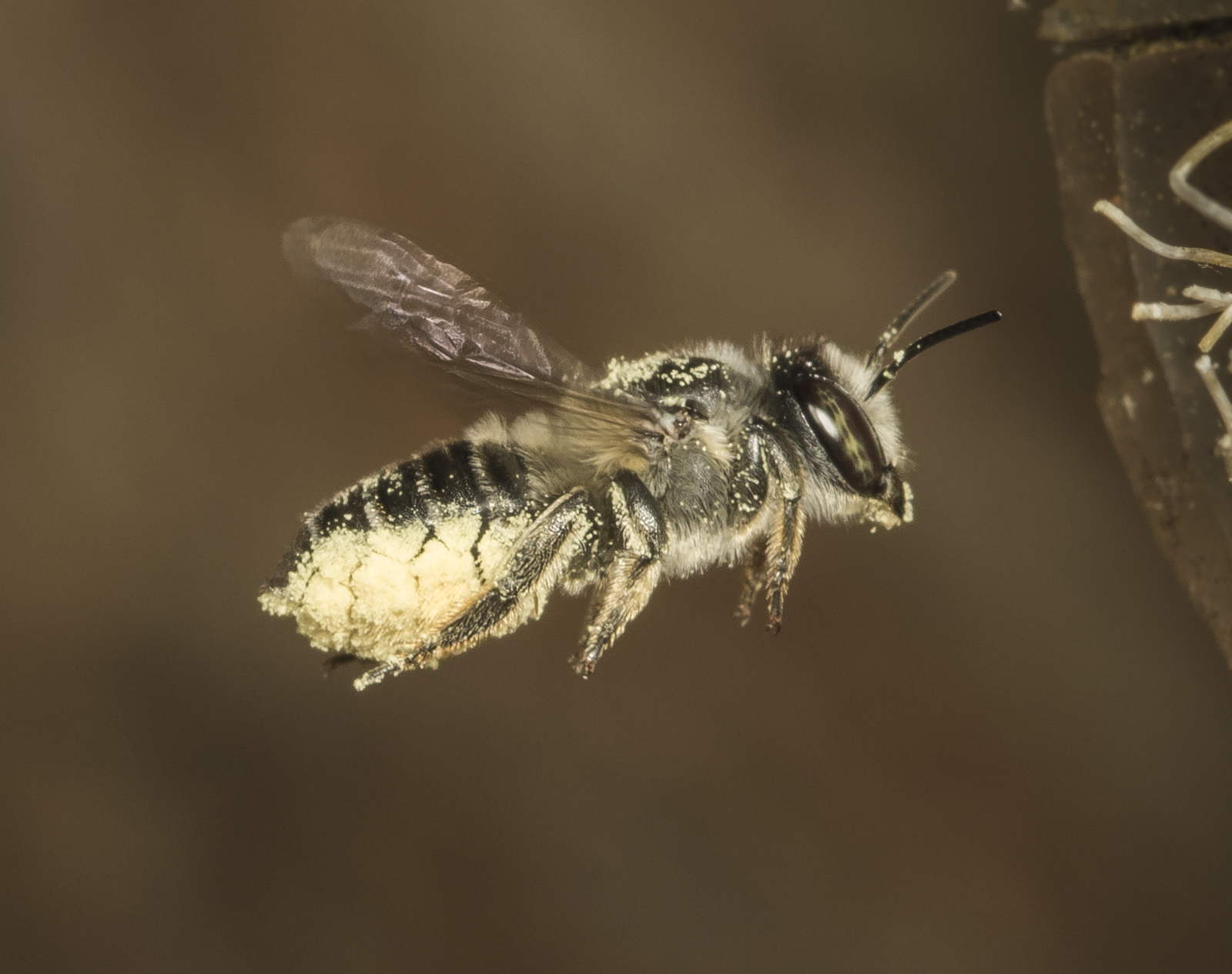 leafcutter bee bringing in pollen