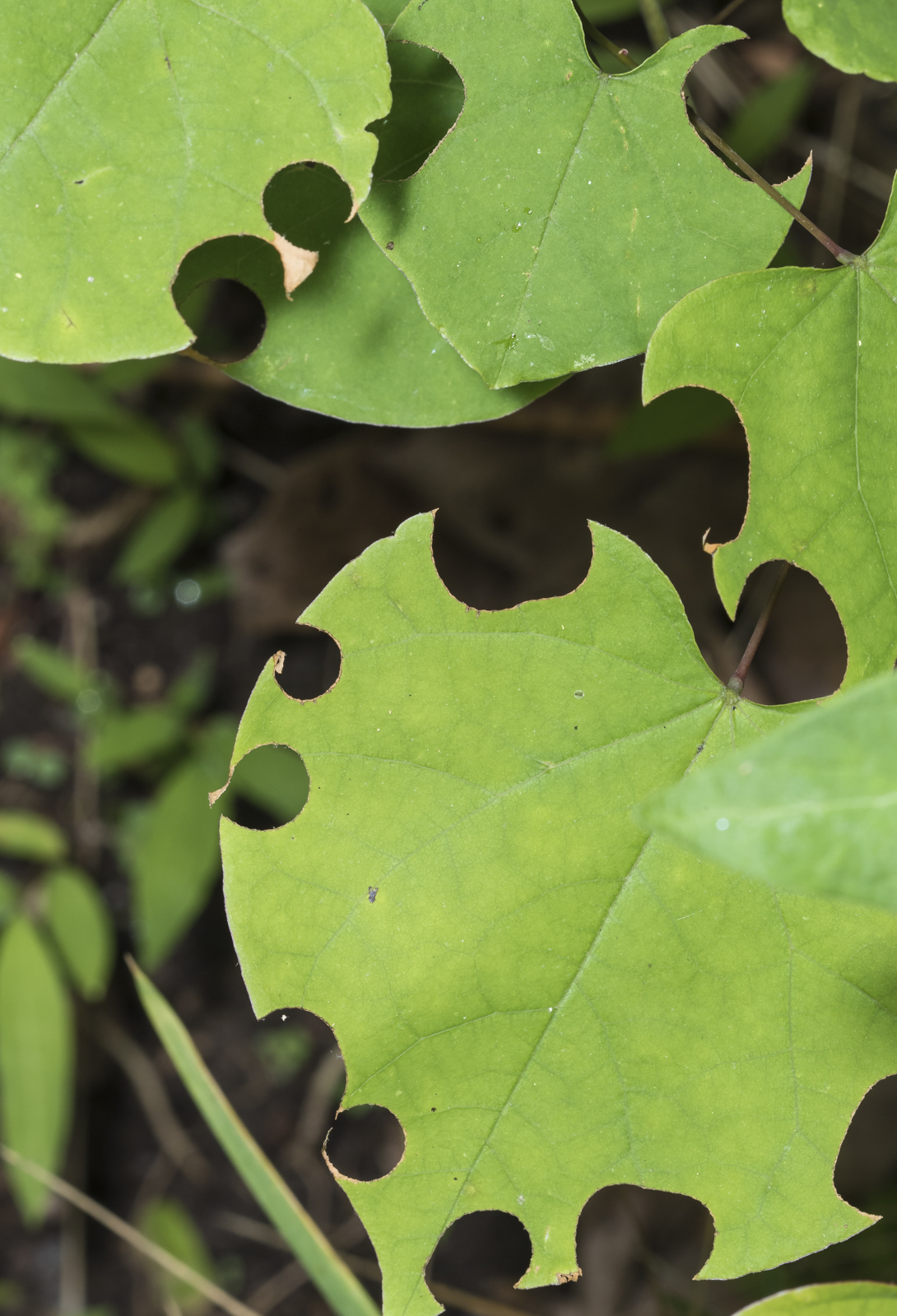 Leafcutter bee cuts on redbud leaves