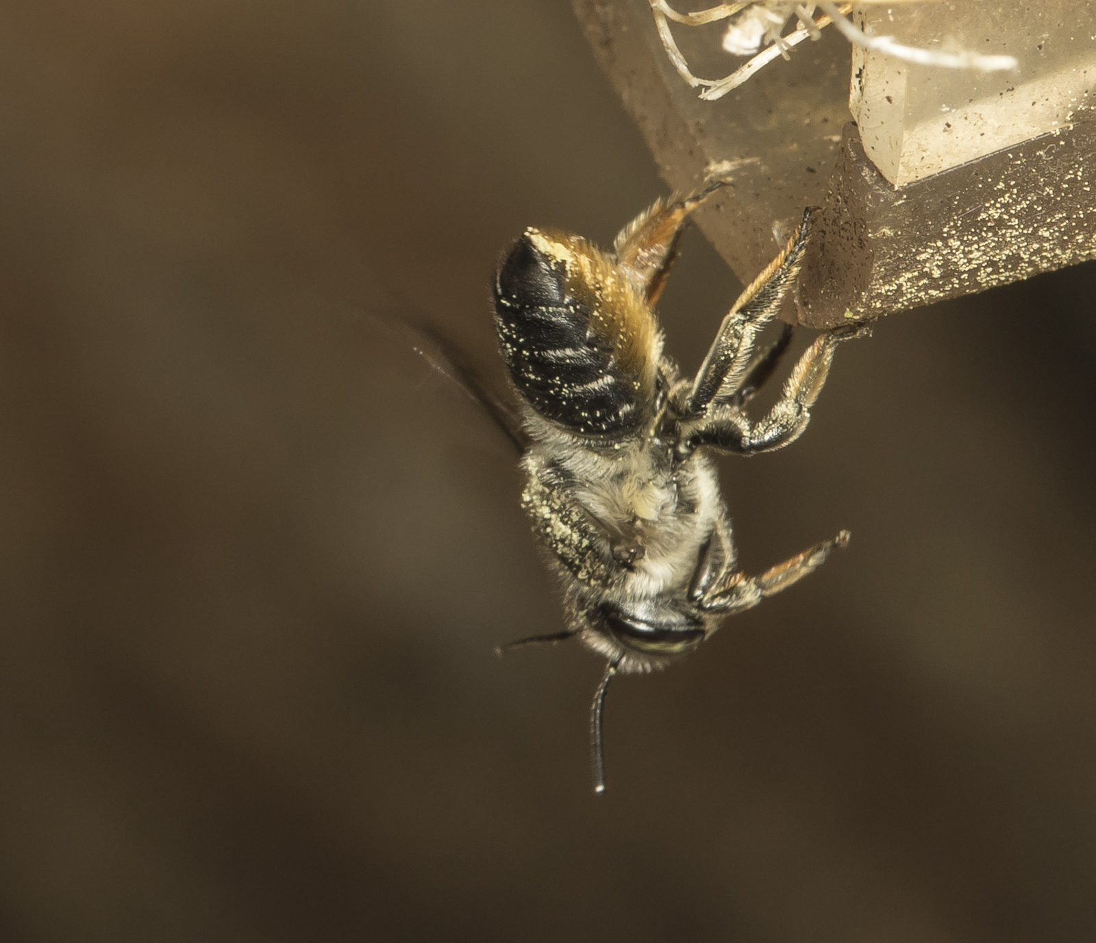 leafcutter bee leaving after bringing in pollen