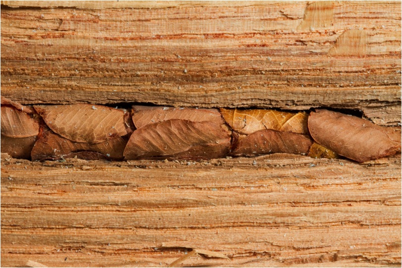 Leafcutter bee nest in hollow