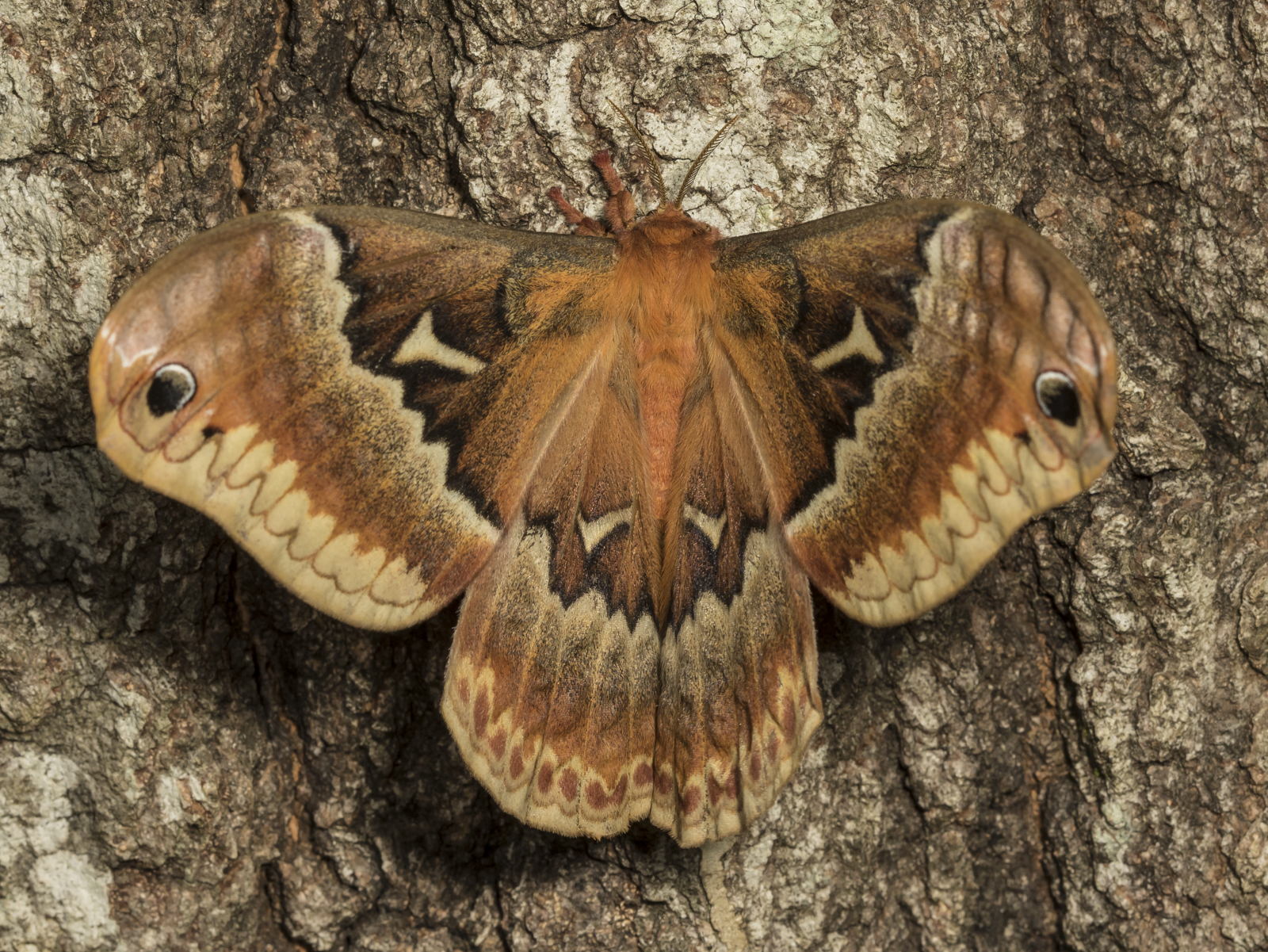 Tuliptree silk moth