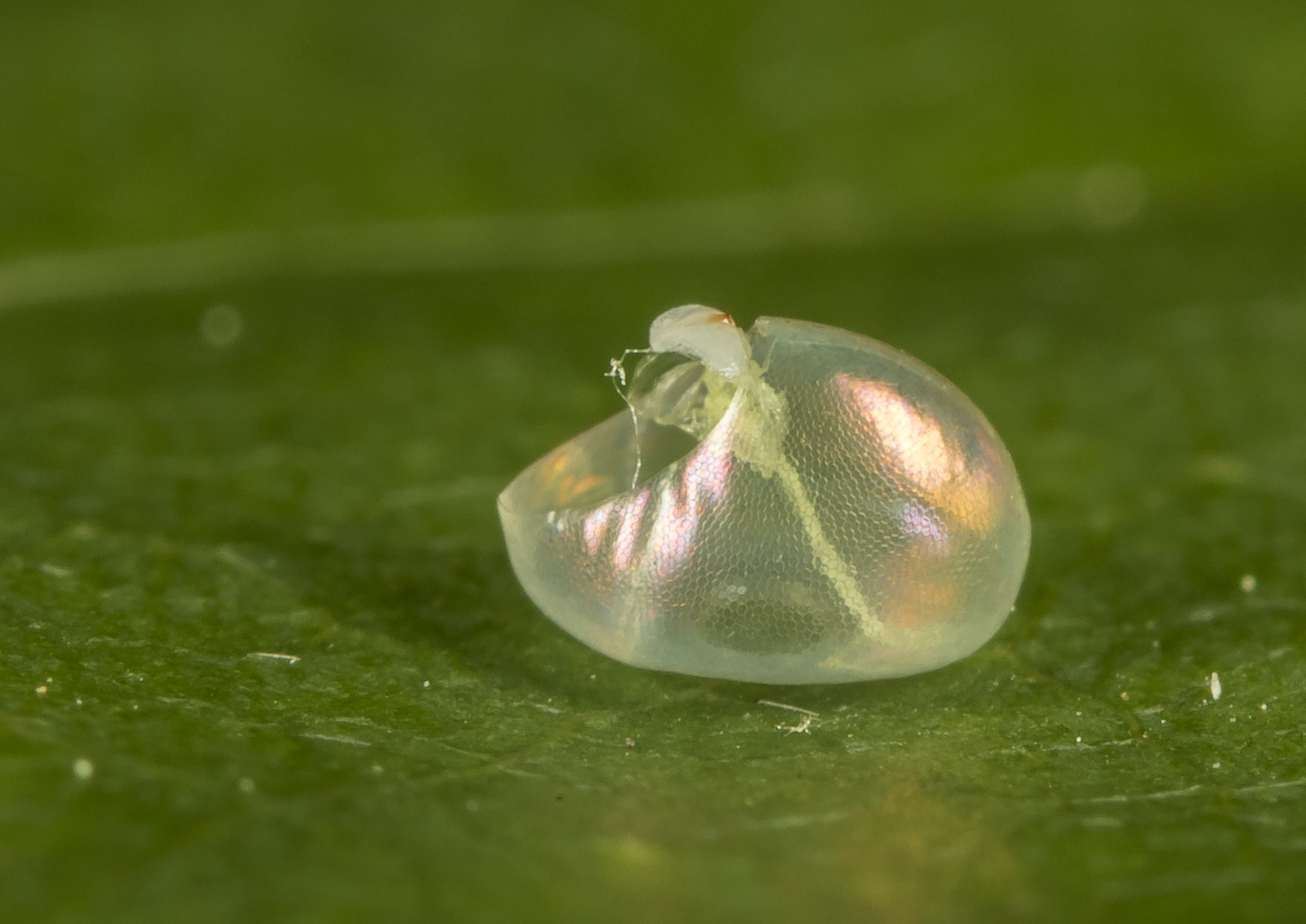 Assasin bug egg after hatching