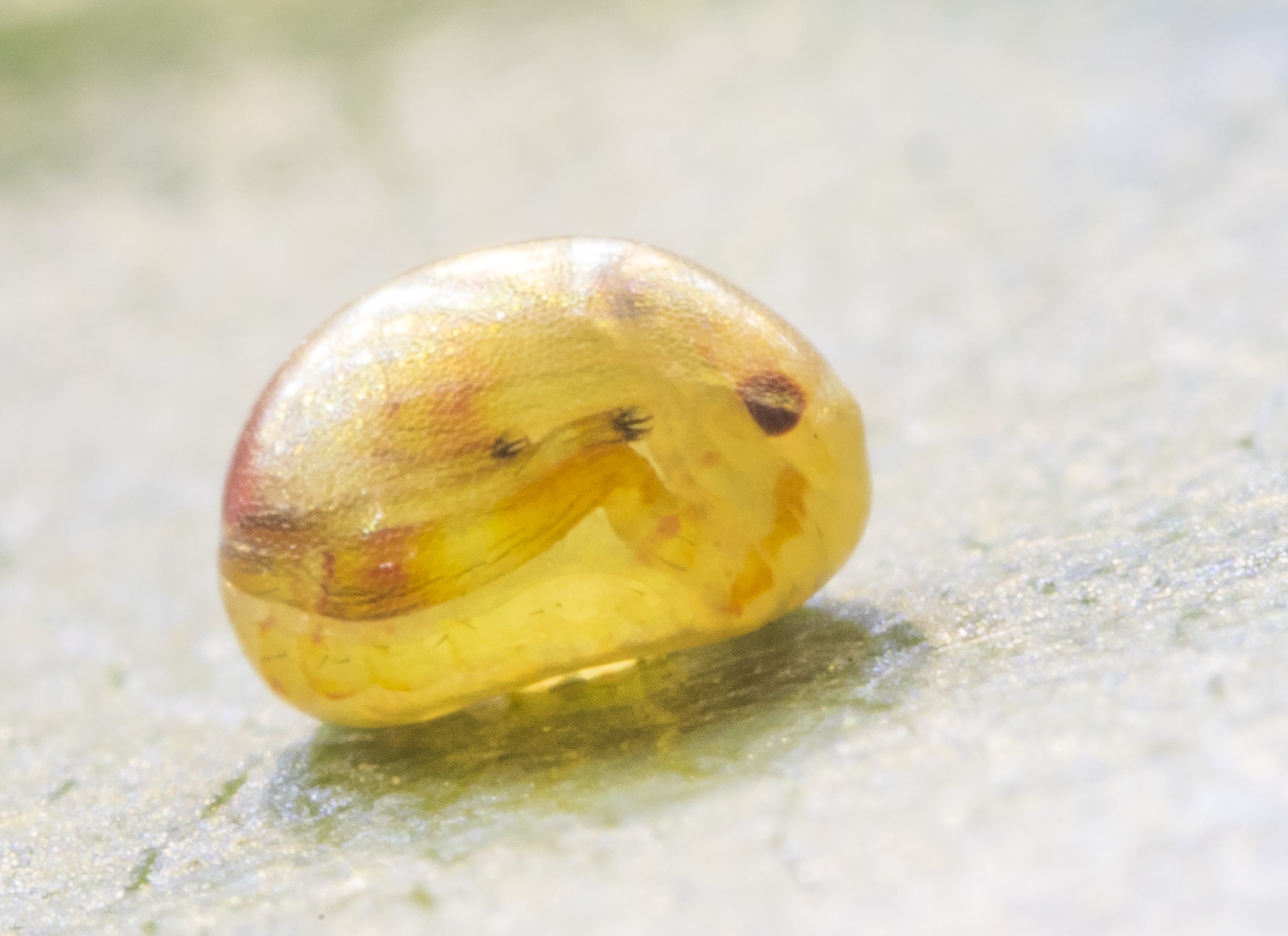 Assasin bug egg before hatching