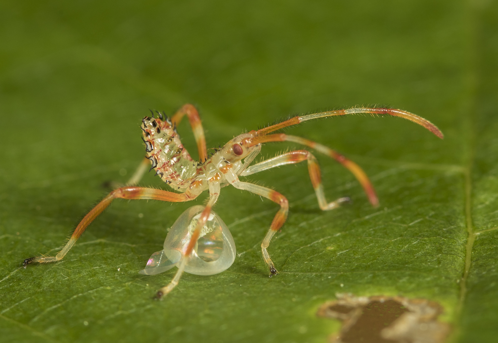 Assasin bug hatchling
