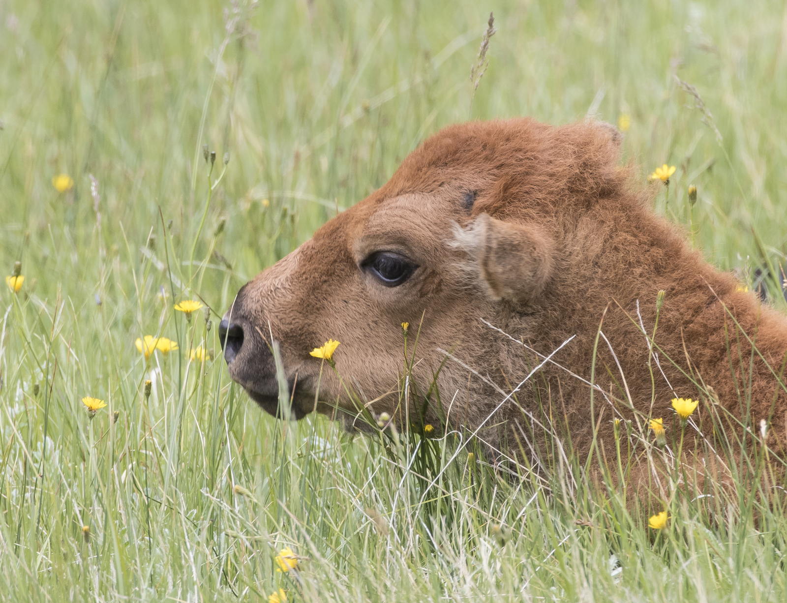 Baby bison head in flowers