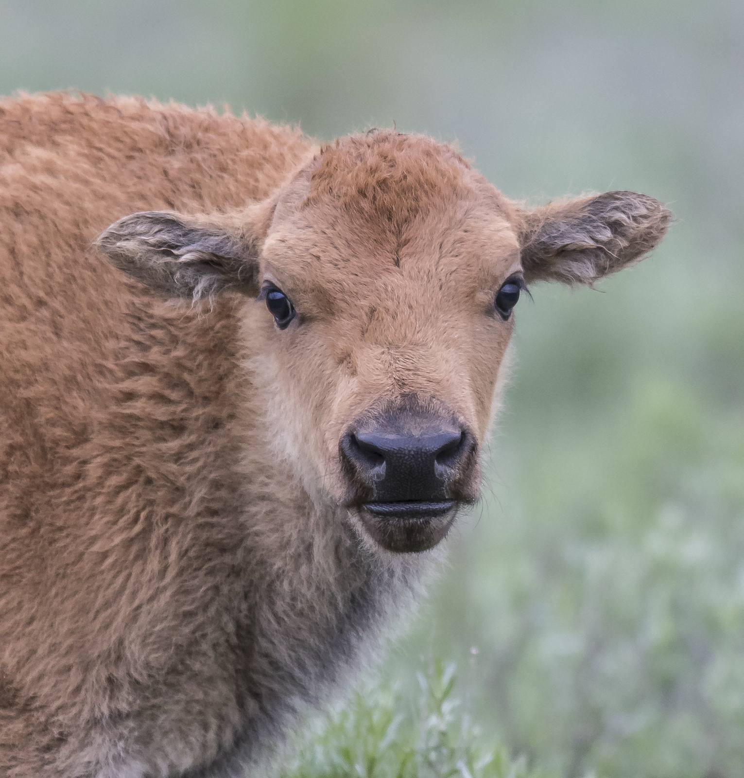 Baby bison head shot