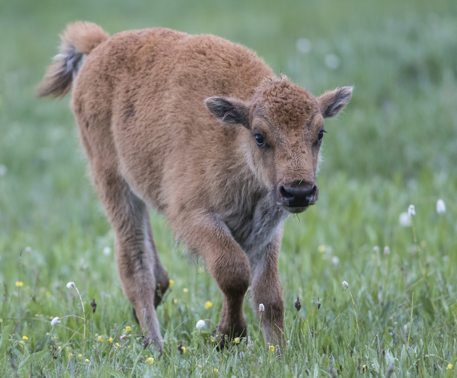 Baby bison running