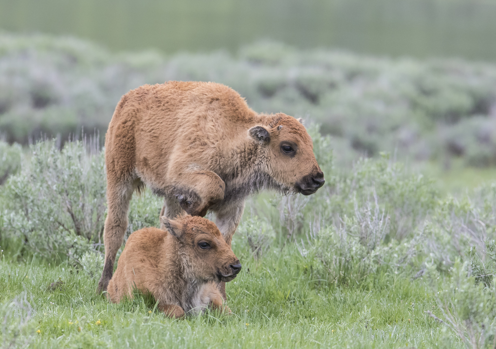 Baby bison trying to get another to play