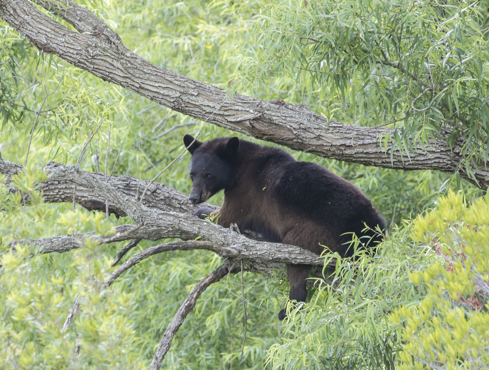 Black bear in tree