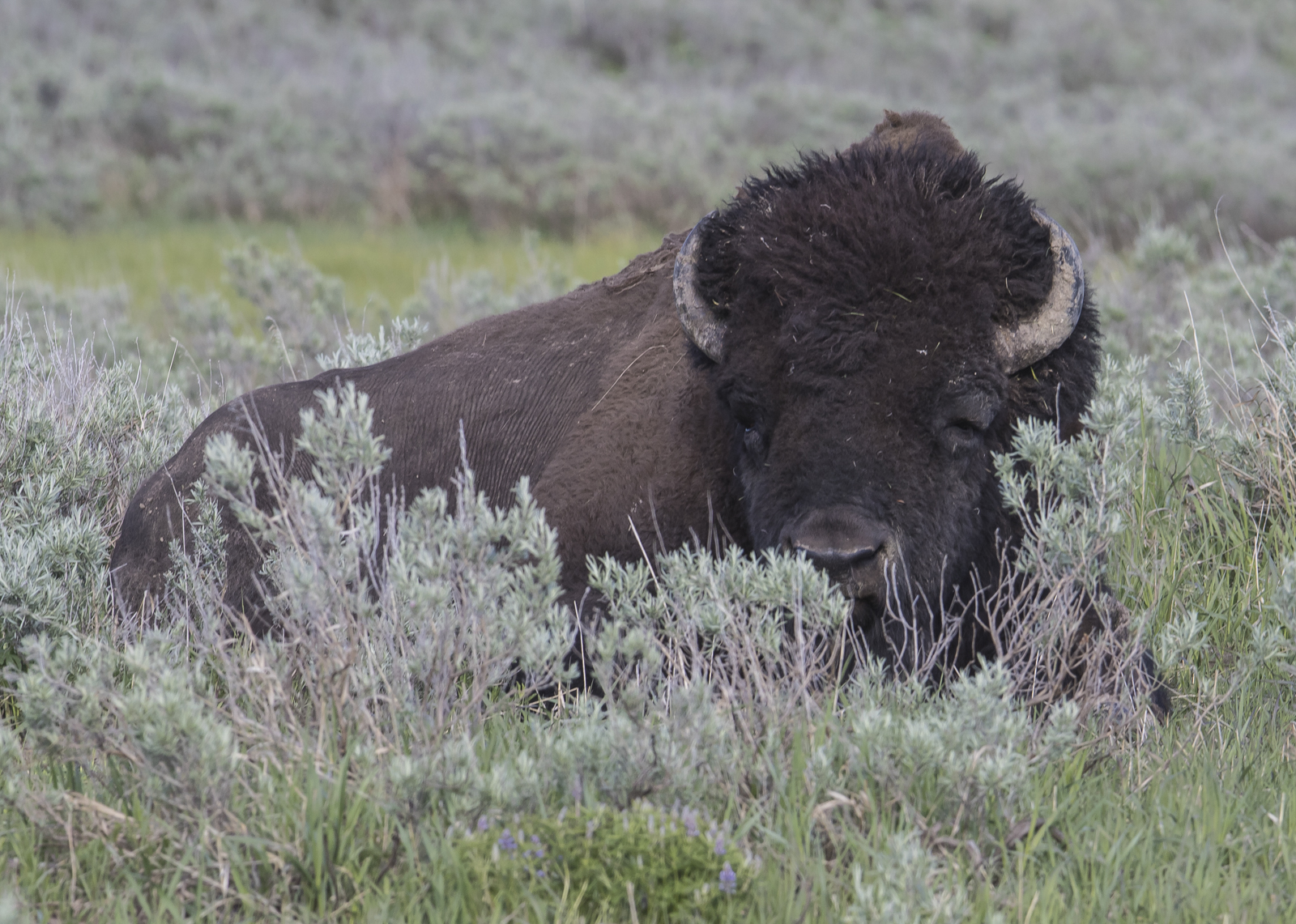 Bull bison laying down