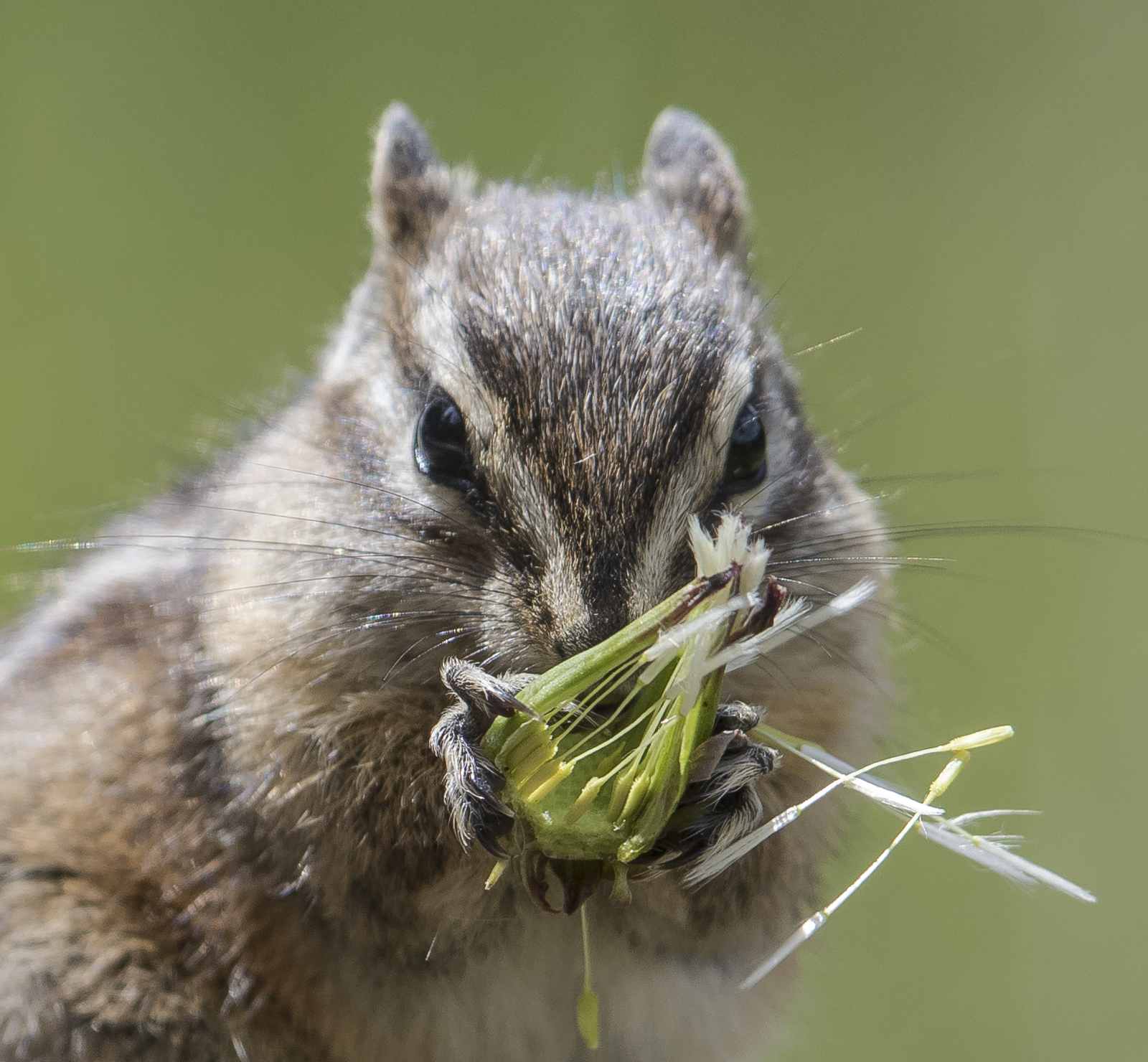 Chipmunk with dandelion seed head close up