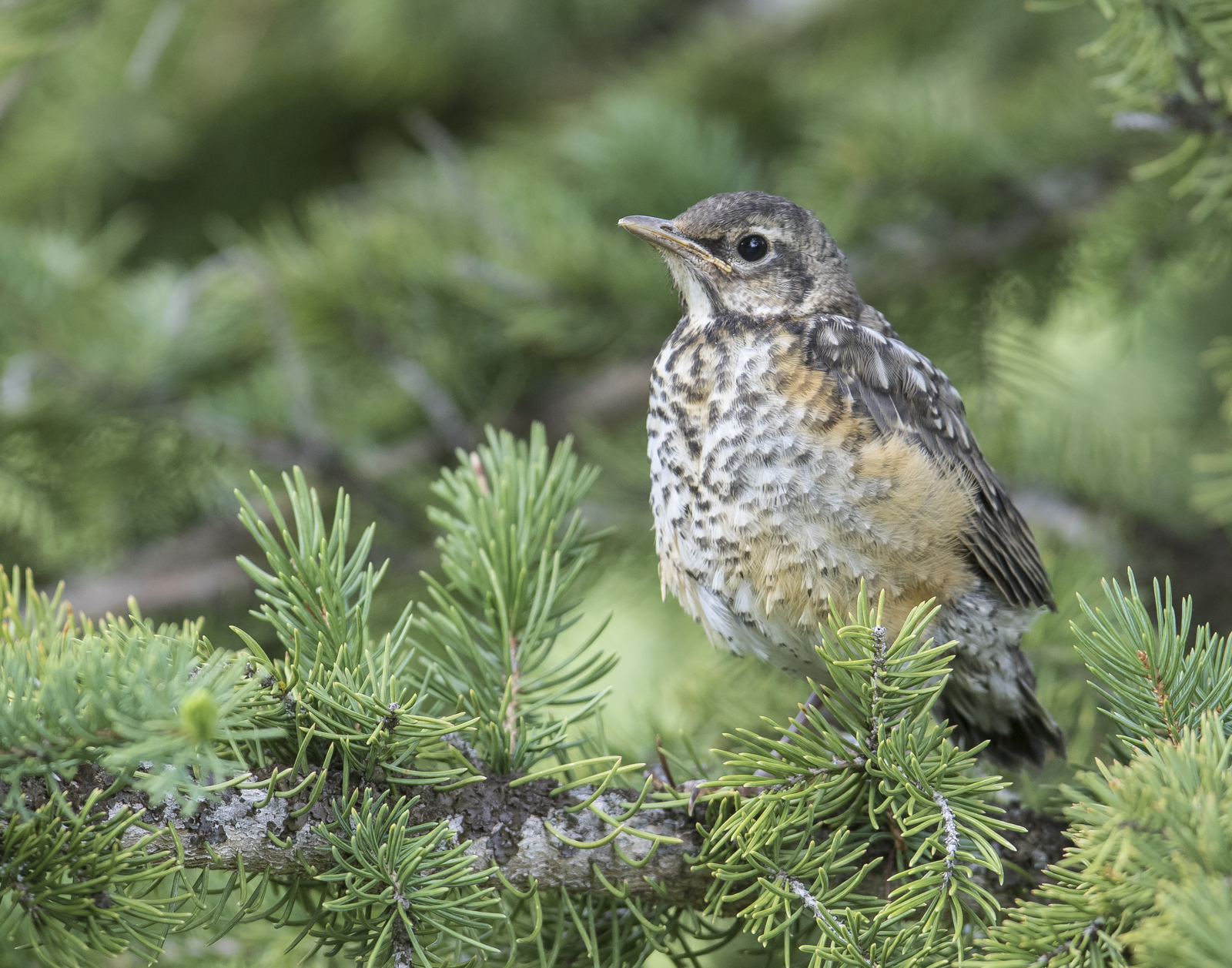 Fledgling American robin