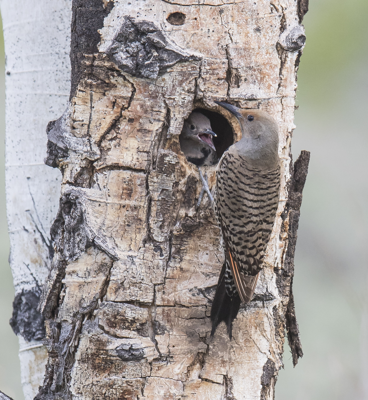 Flicker at nest