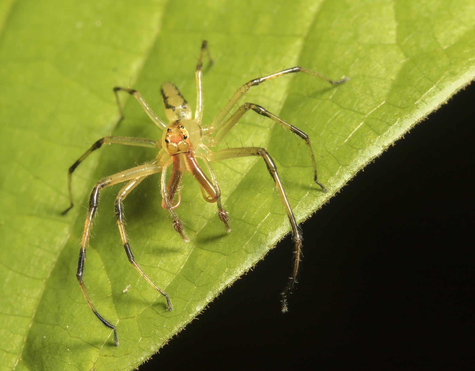 Magnolia green jumper male 2
