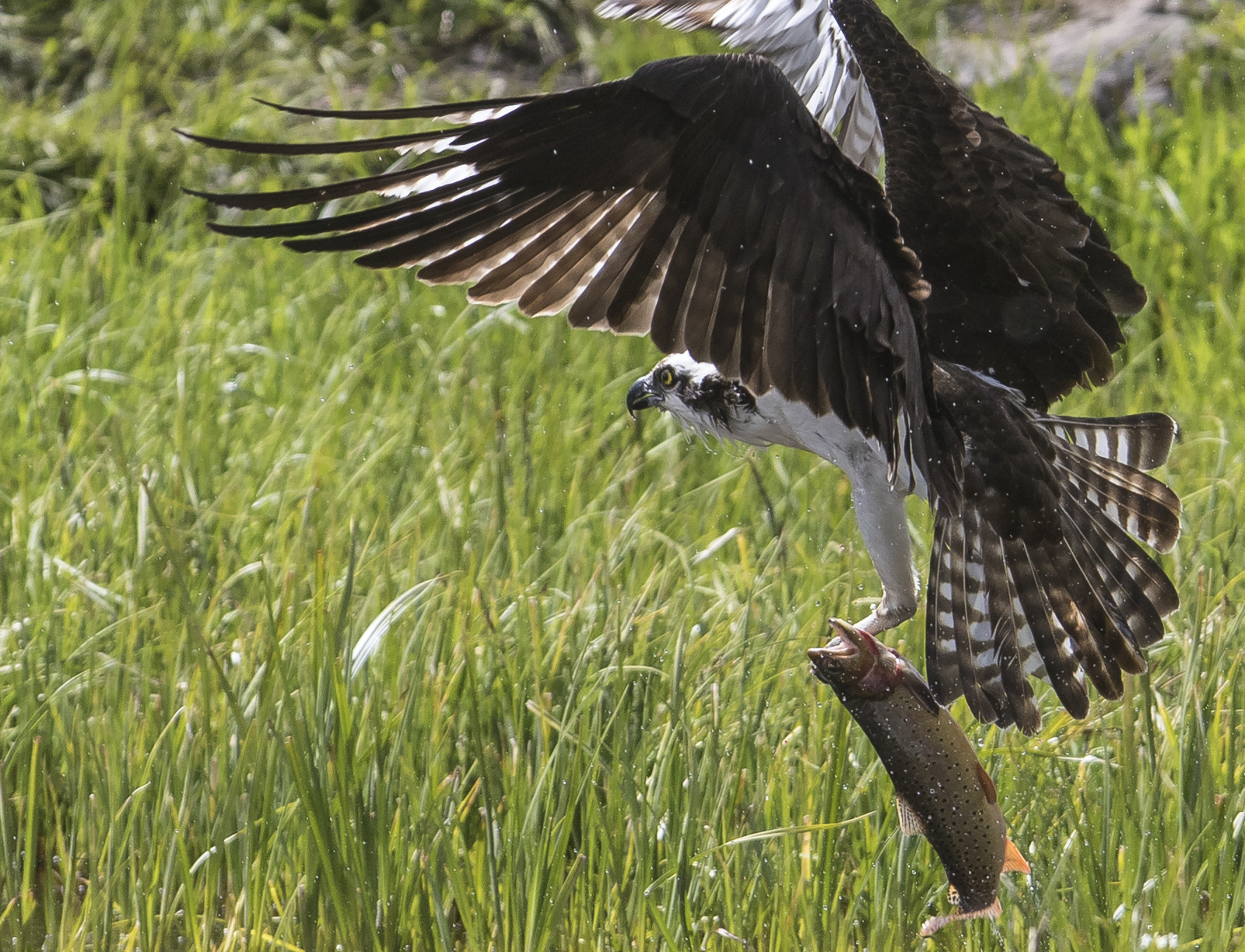Osprey catching trout 1