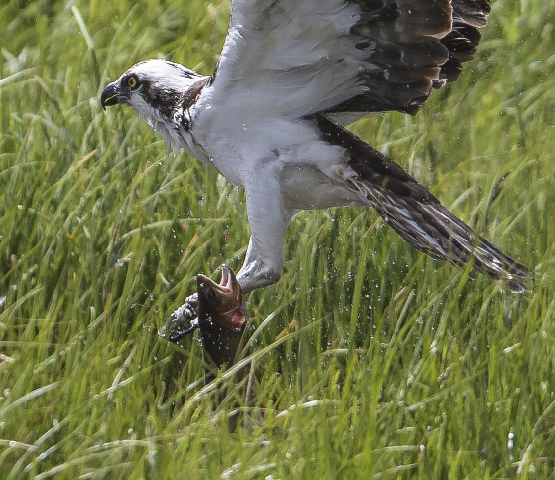 Osprey catching trout close up