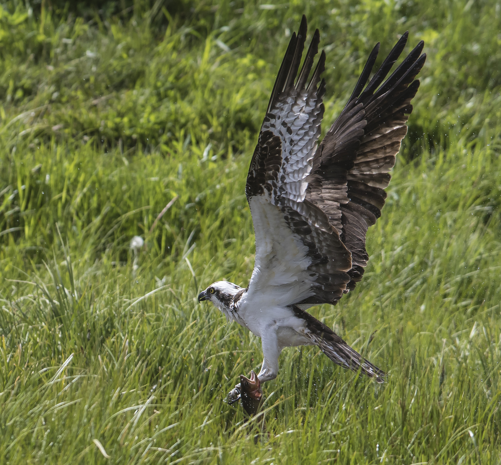 Osprey catching trout