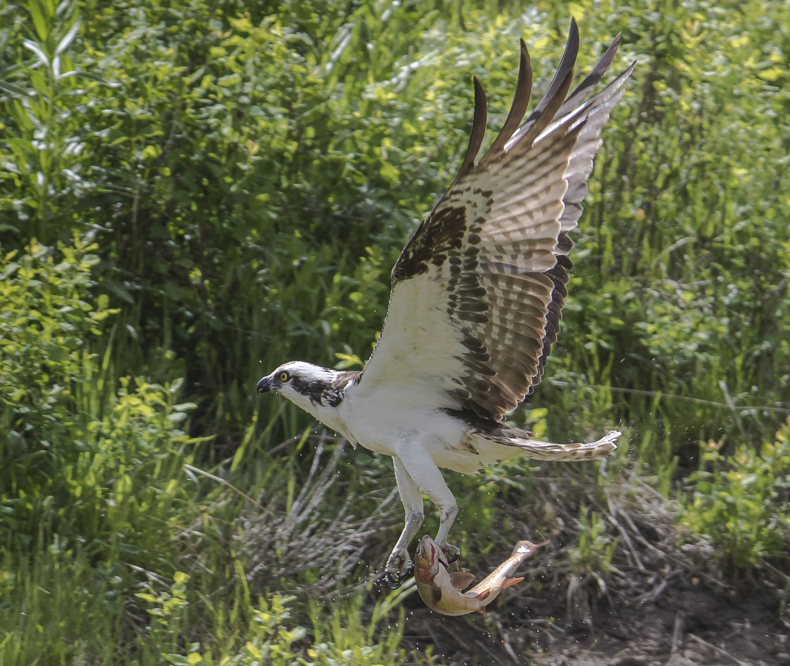 Osprey flying off with trout