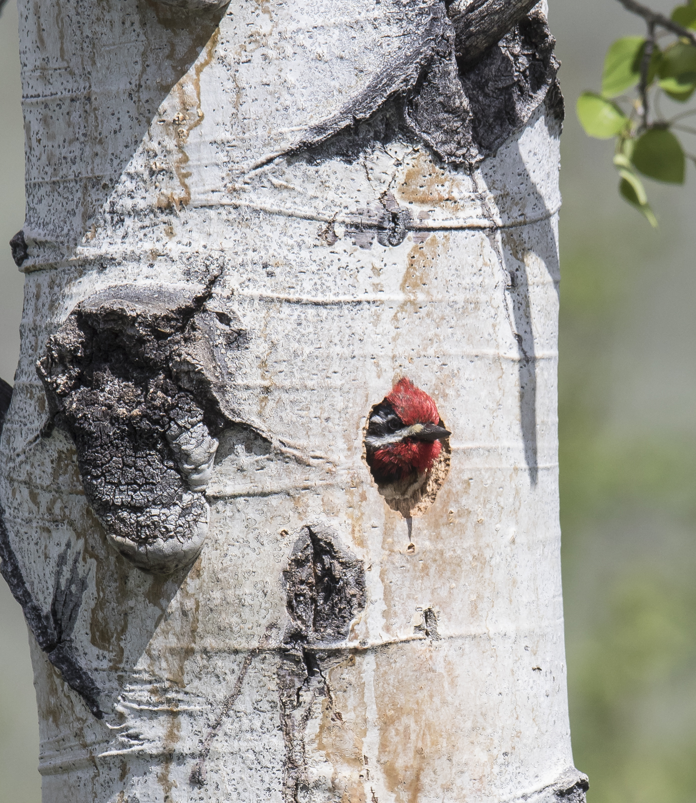 Red-naped sapsucker in hole