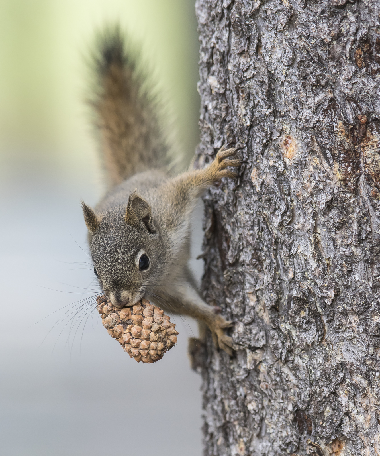 Red squirrel and cone
