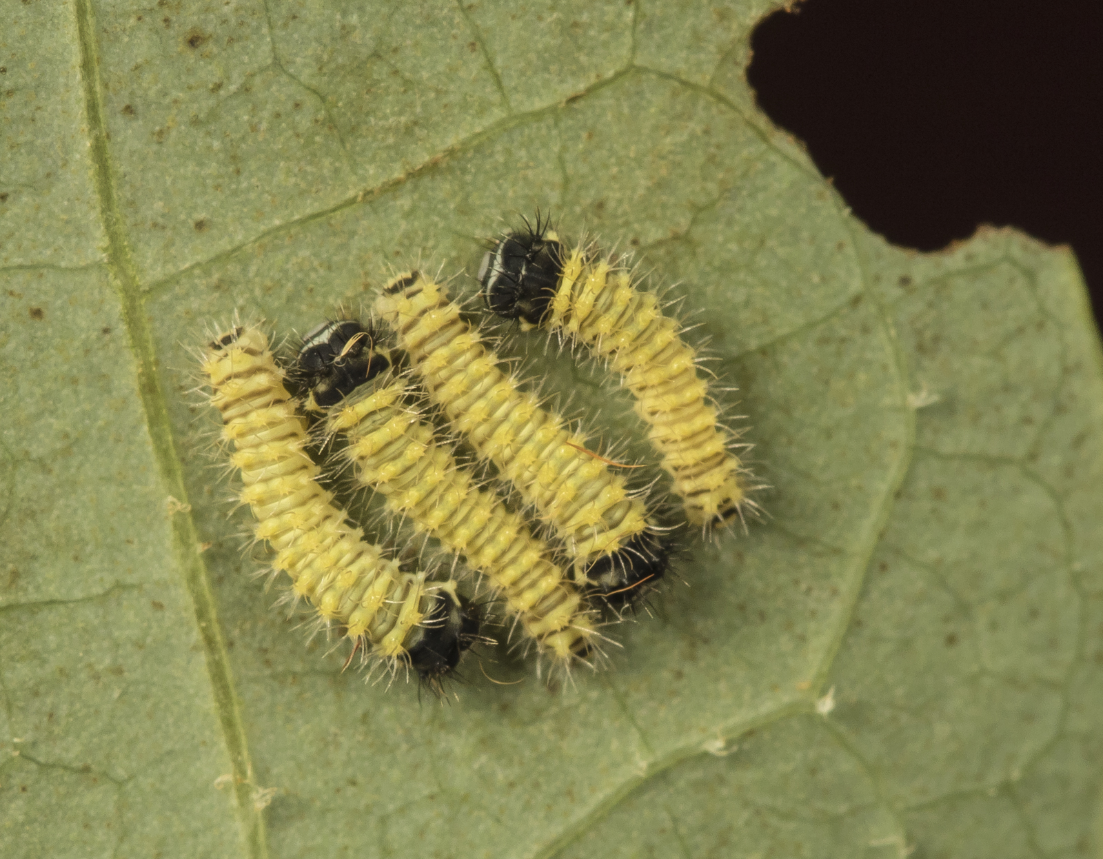 tulip tree silk moth caterpillars after hatching 1