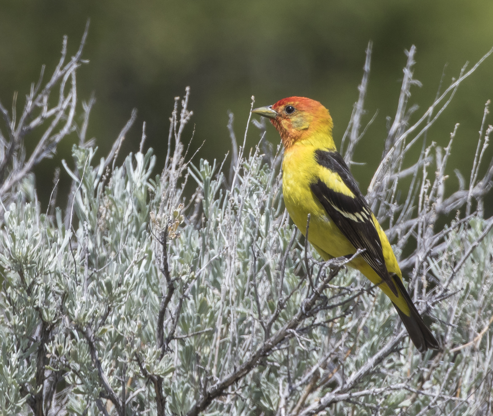 Western tanager