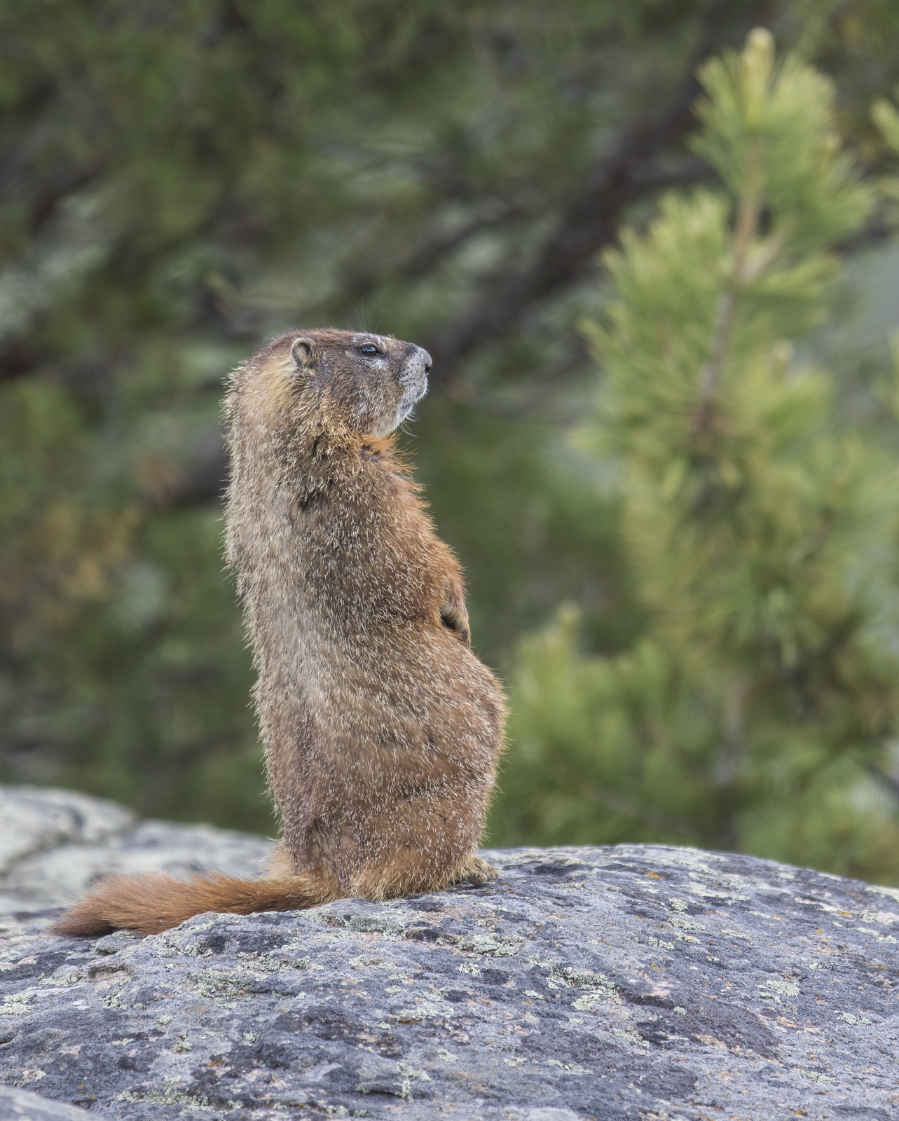 Yellow-bellied marmot watching fox