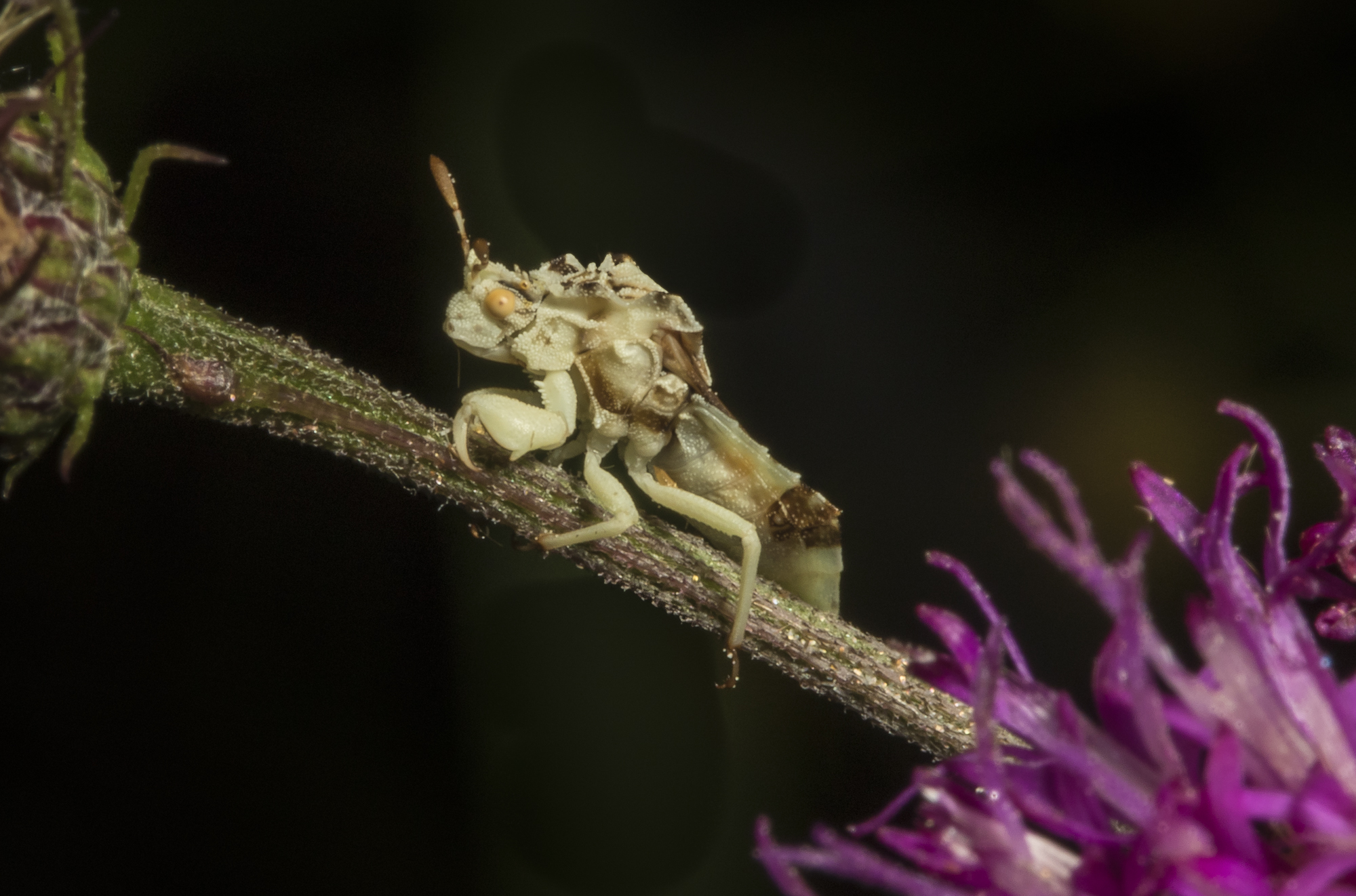 Ambush Bug