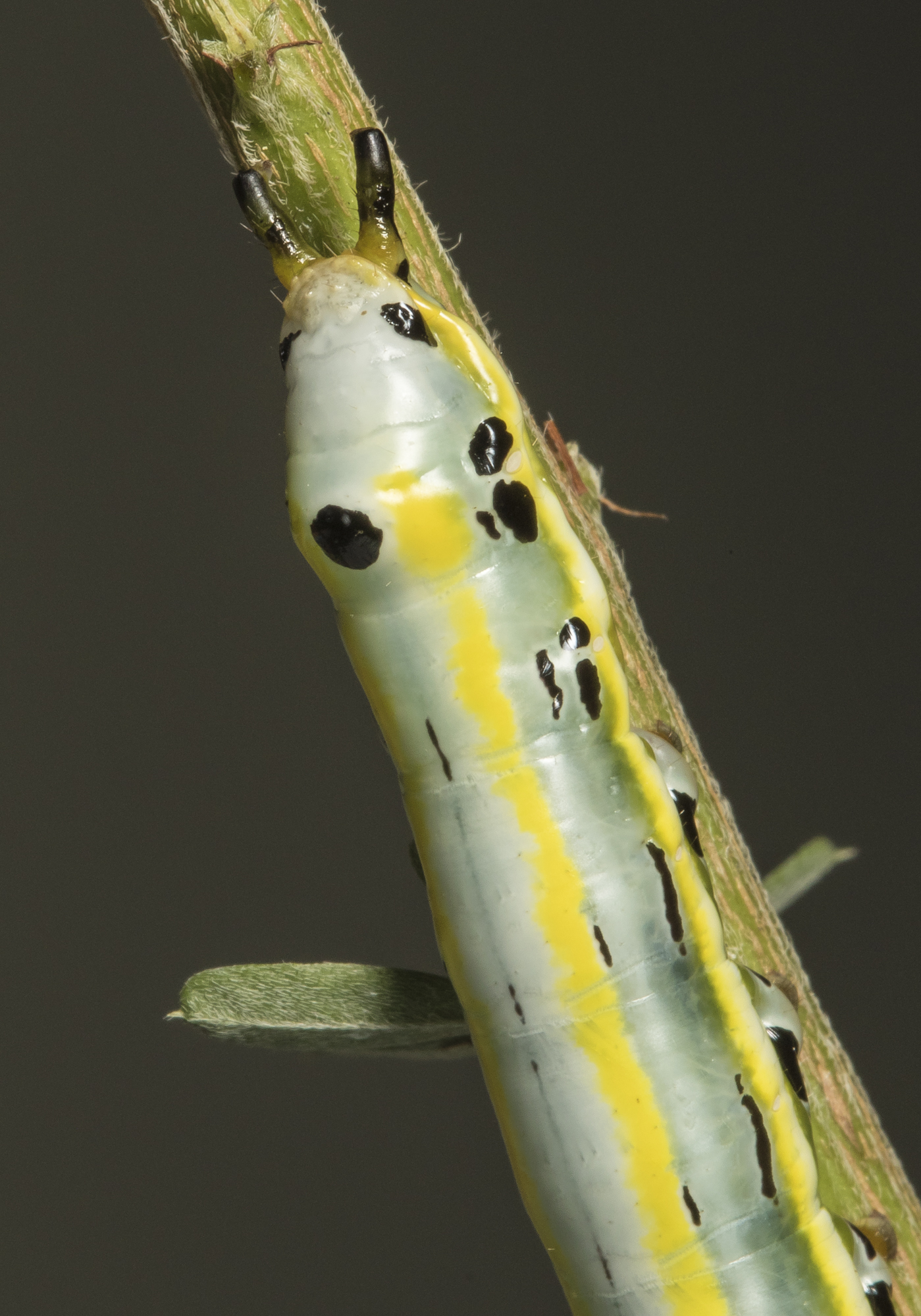 Black-spotted prominent rear end