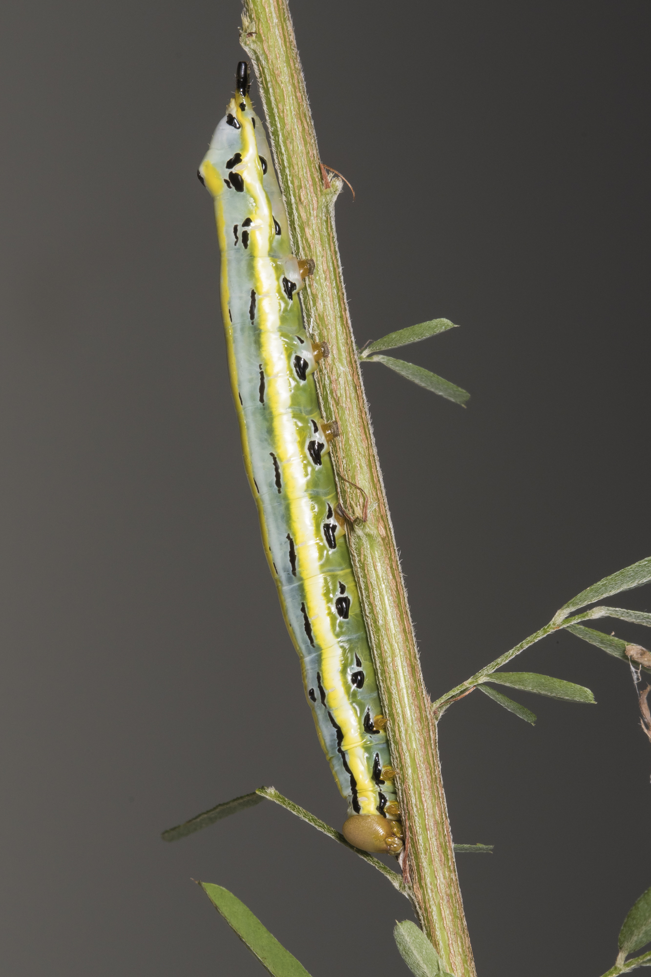 Black-spotted prominent