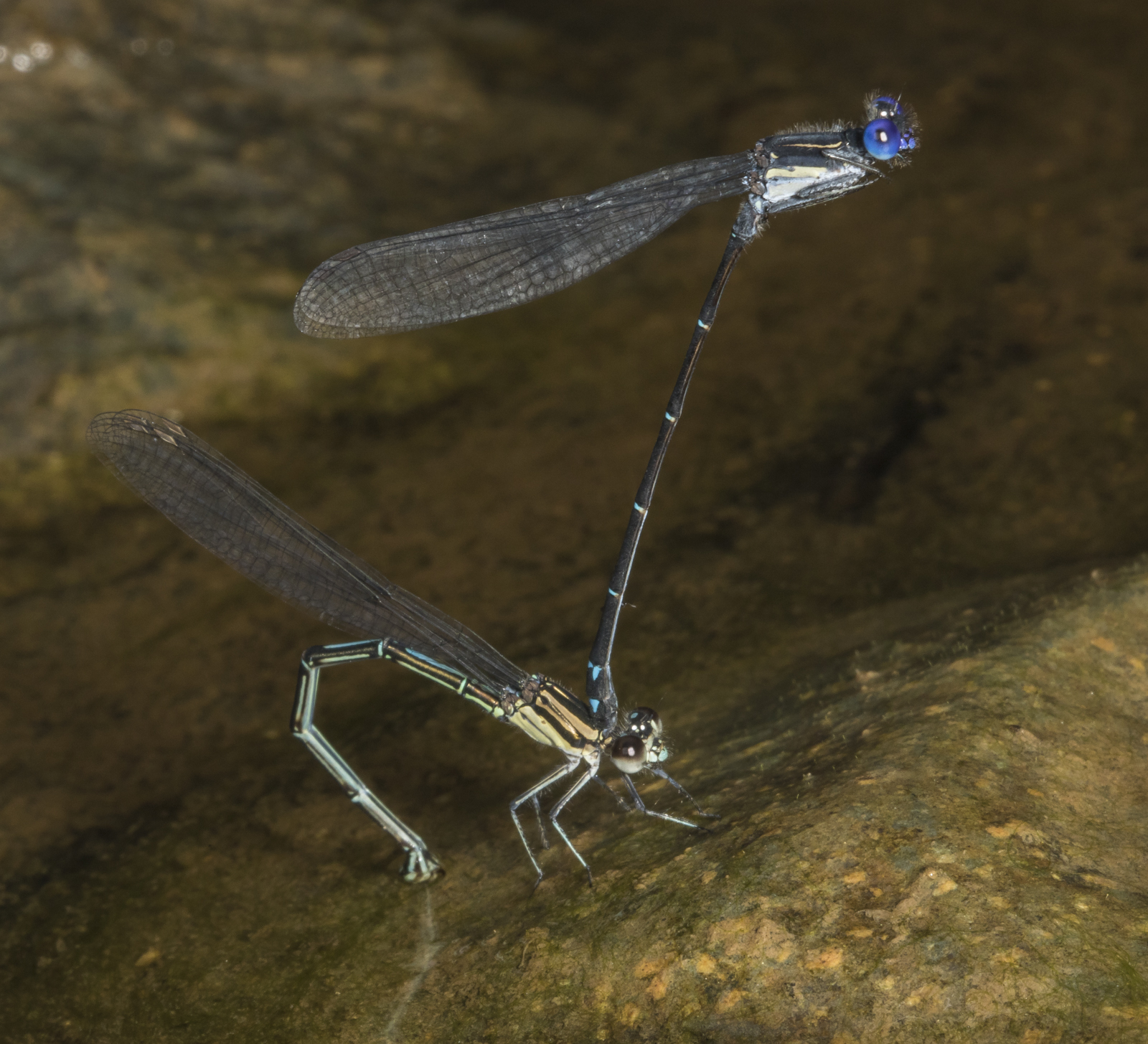 Dusky Dancer damselflies in tandem