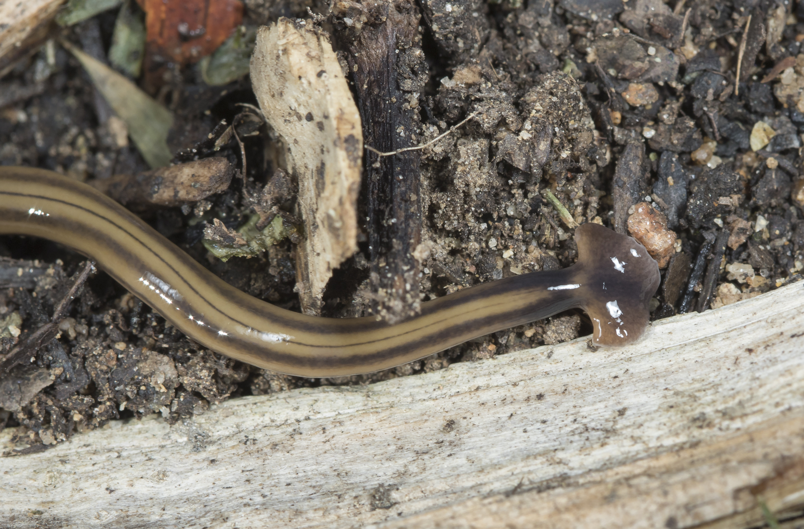Hammerhead worm