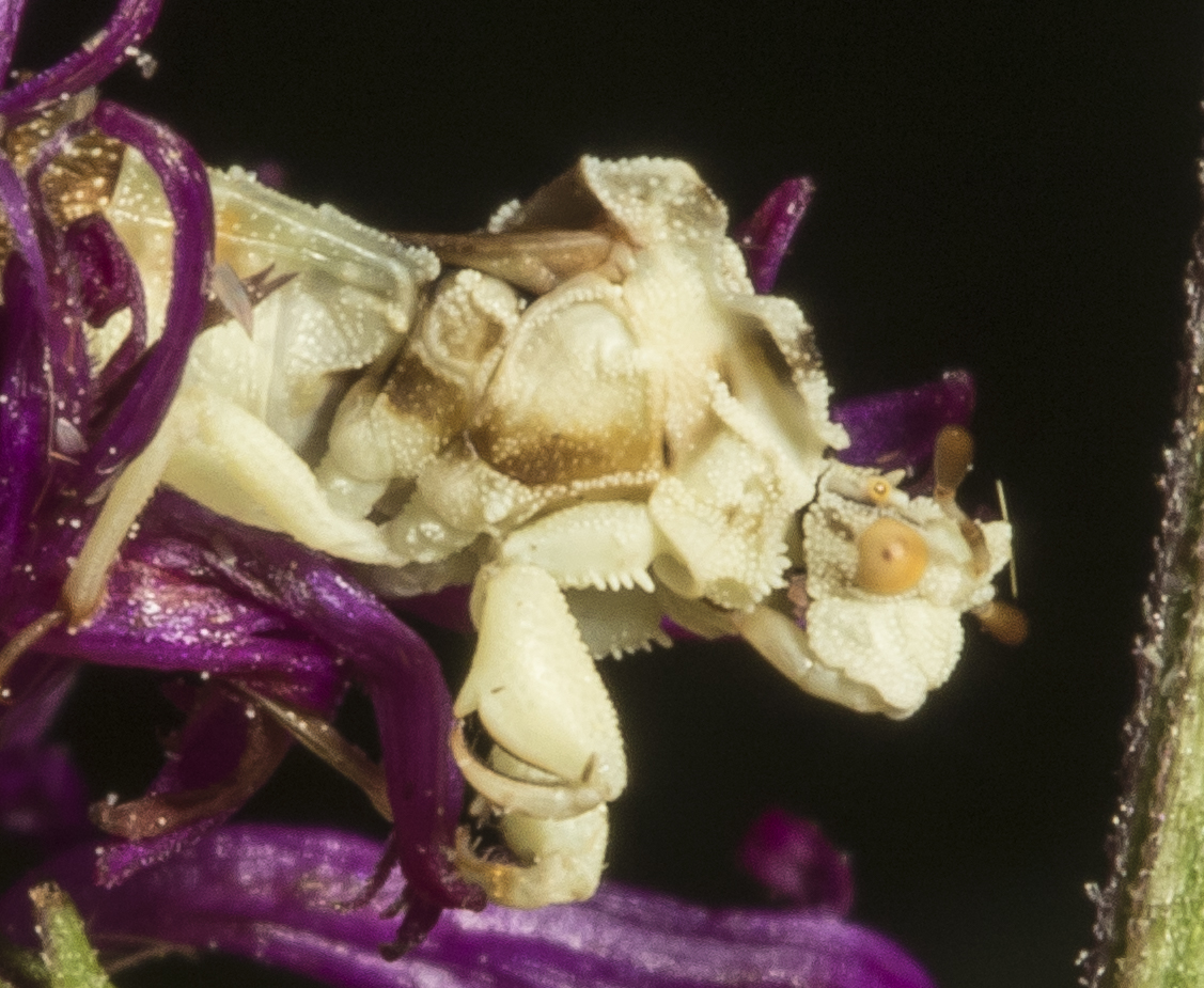 Jagged ambush bug beak