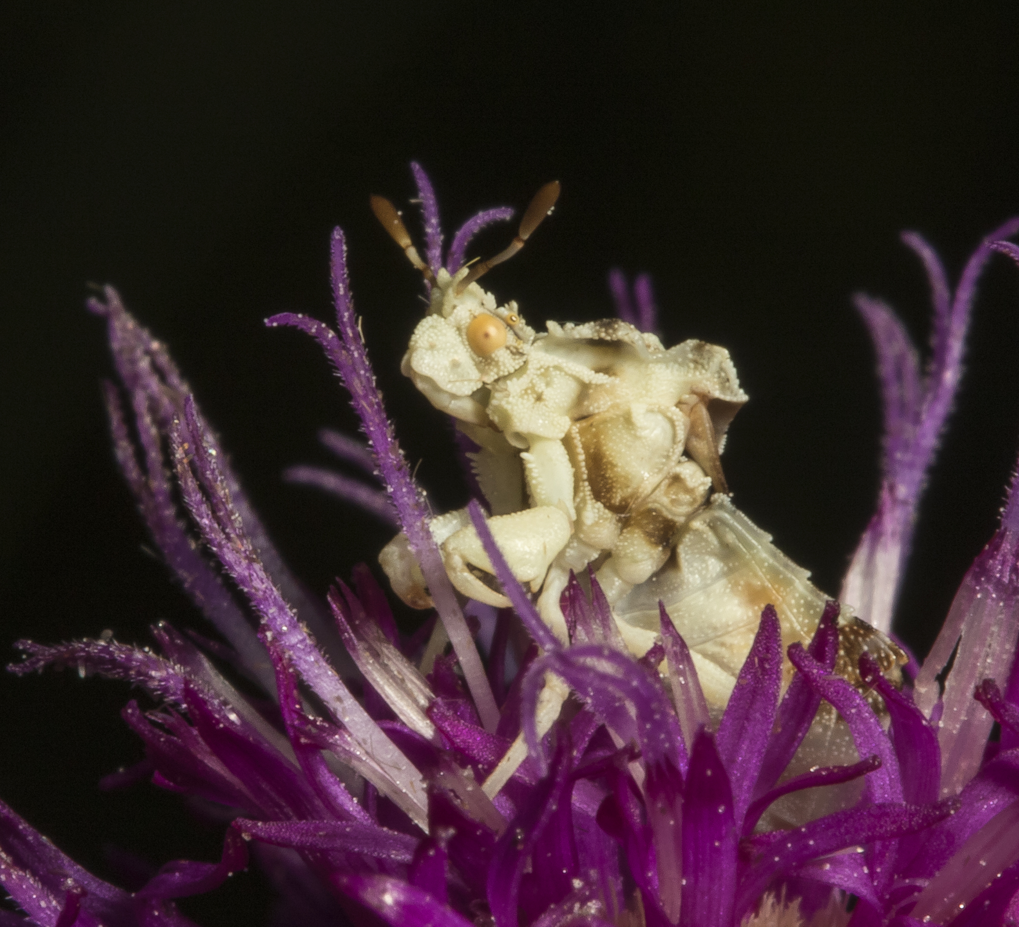 Jagged ambush bug close up