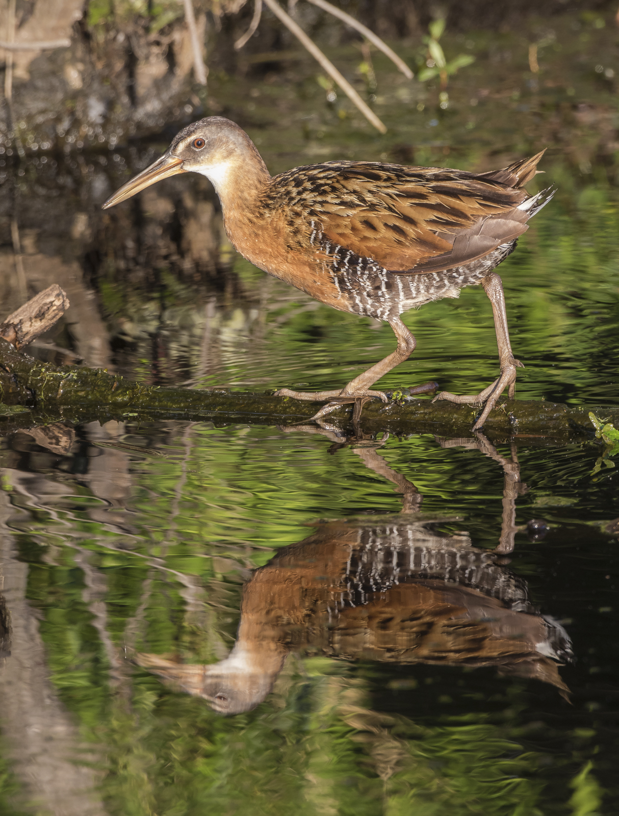 king rail and reflection