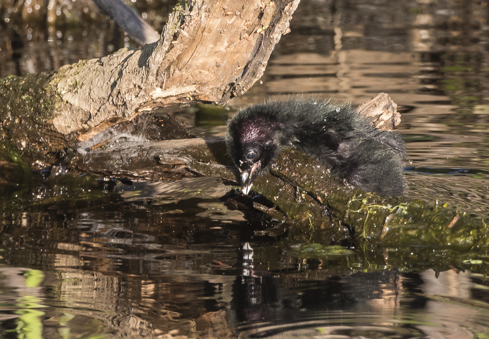 king rail chick struggling on log