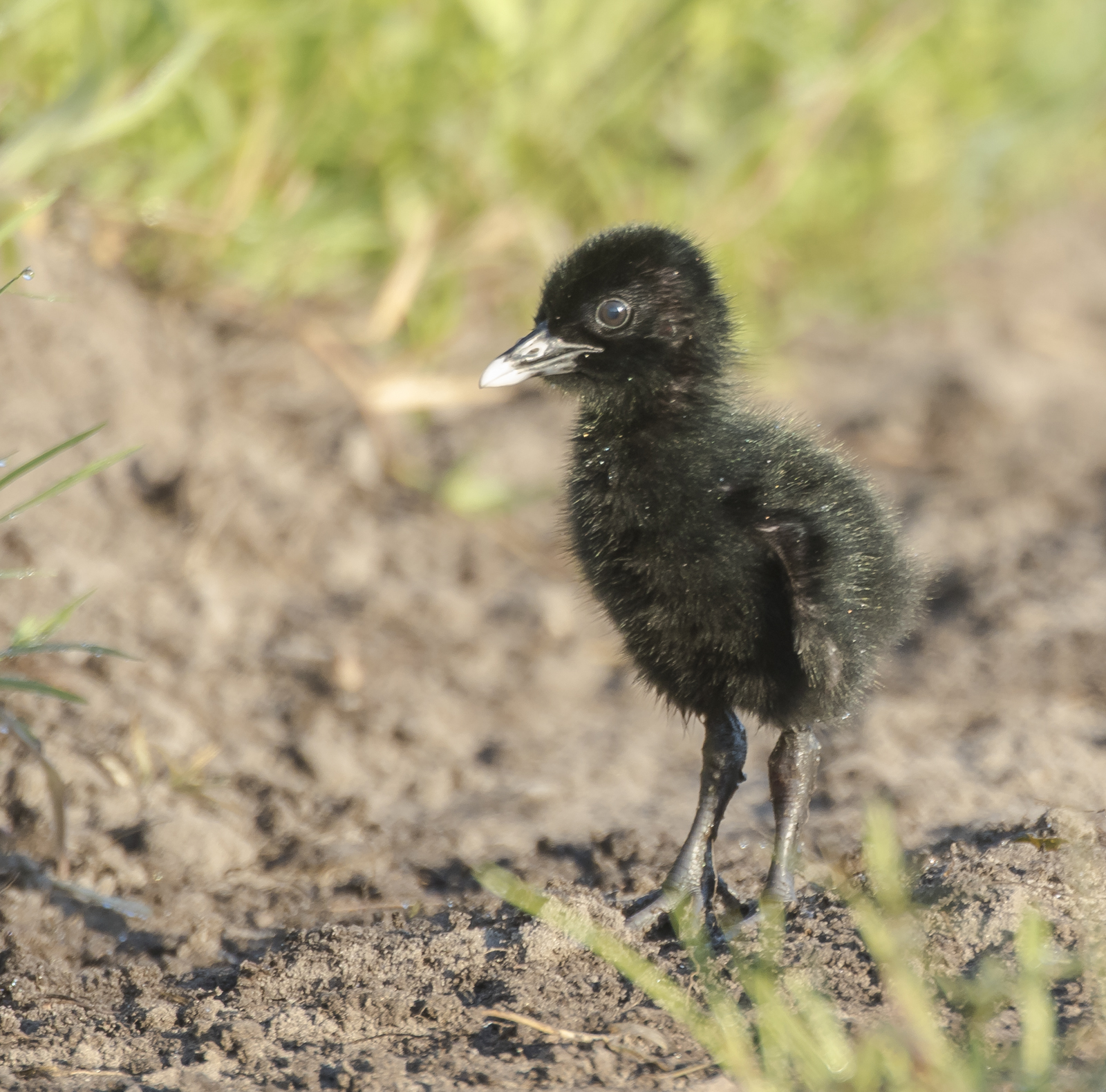 king rail chick