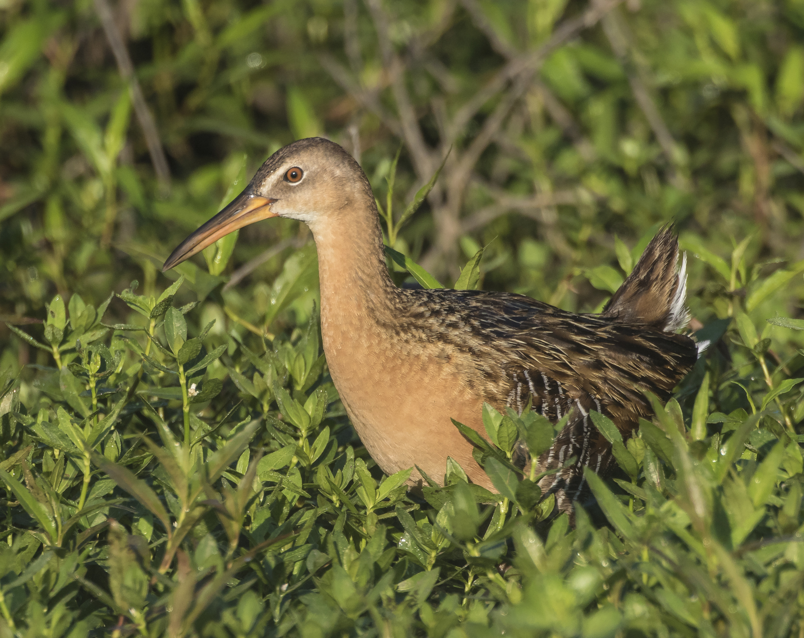 King rail in alligator weed