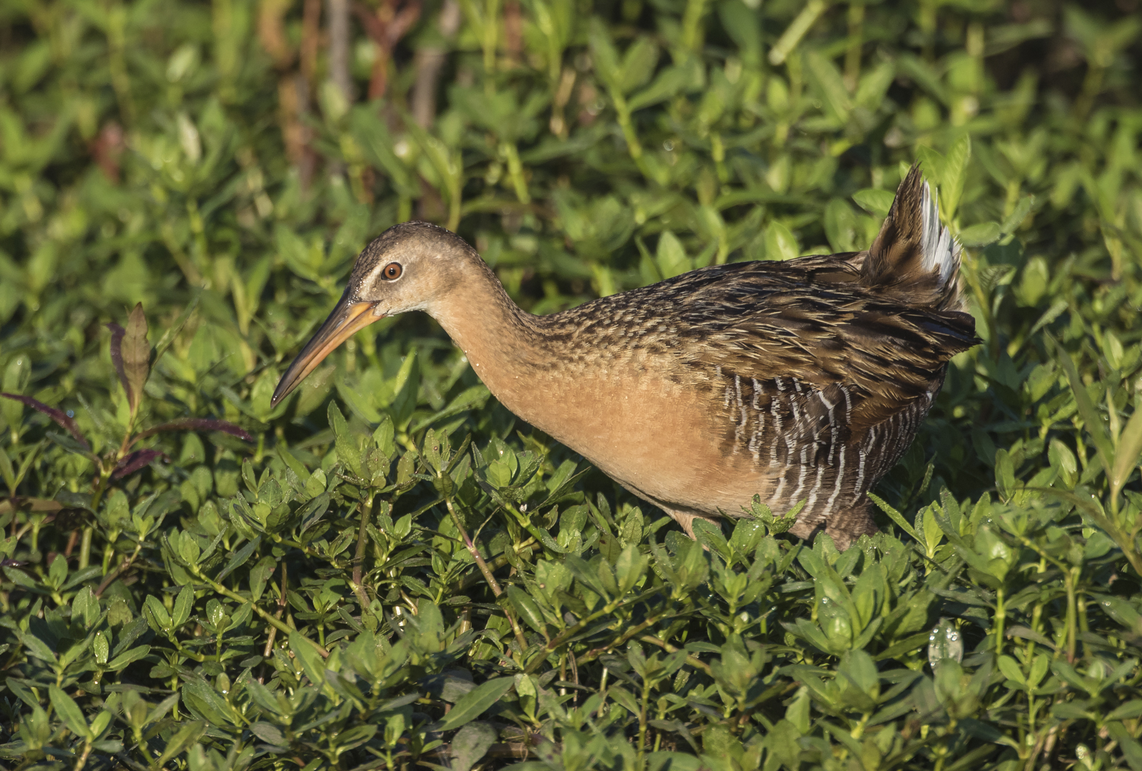 King Rail
