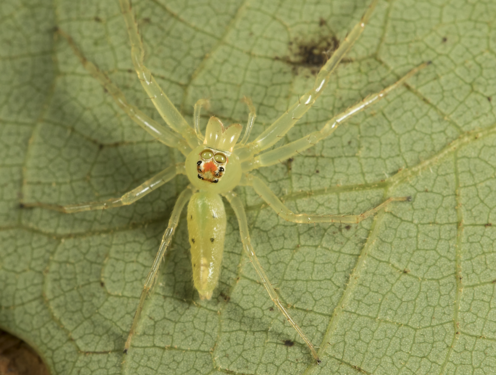 Magnolia Green Jumper female