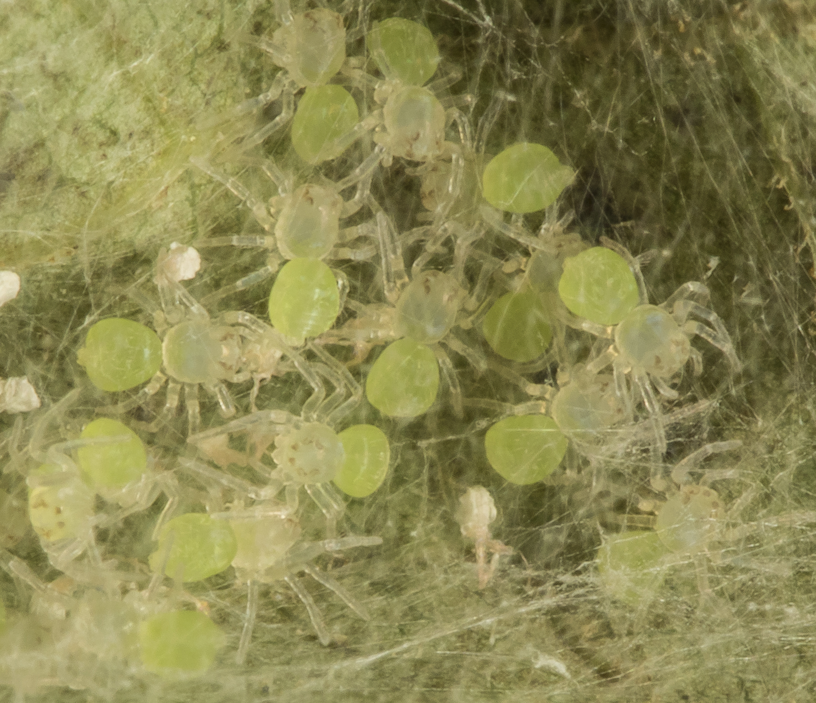 Magnolia green jumper spiderlings close up