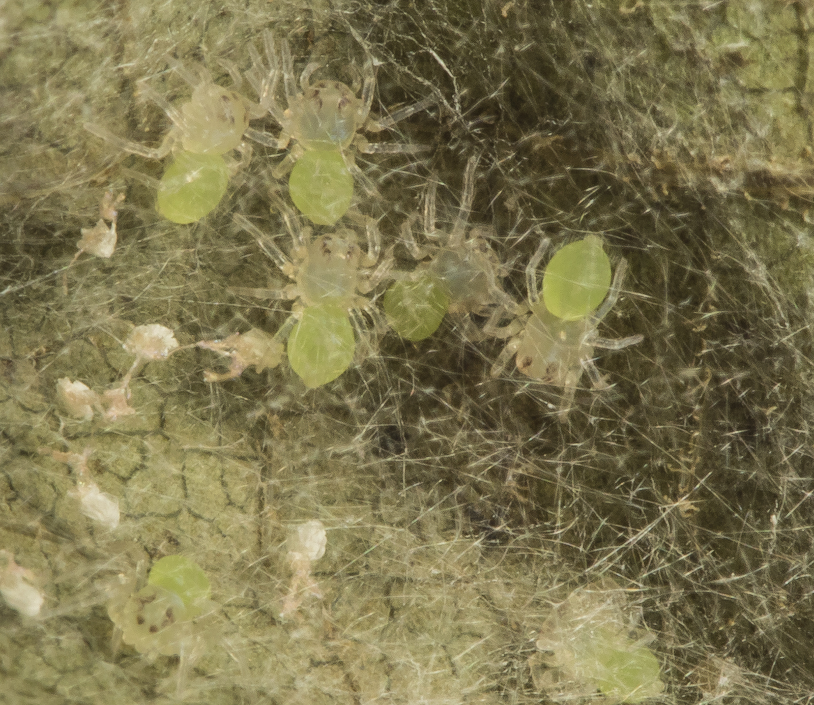 Magnolia green jumper spiderlings