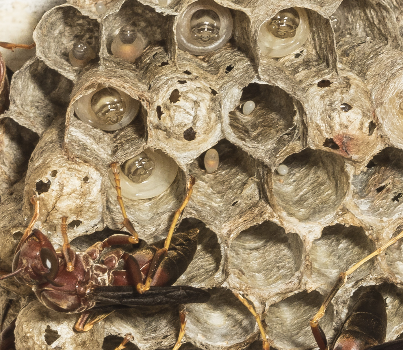 Paper wasp nest close up